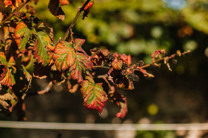 photo-engagement-italy-autumn-session-057