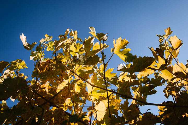 photo-engagement-italy-autumn-session-071